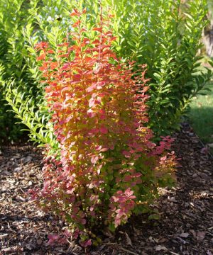 Sunjoy Orange Pillar® Barberry (Berberis thunbergii 'Sunjoy Orange Pillar') - QT