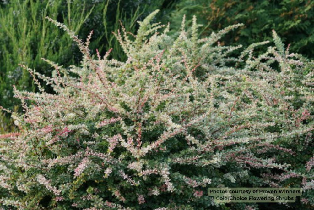 Sunjoy Sequins® Barberry (Berberis thunbergii 'Sunjoy Seguins') - 2 gallon 10"