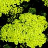Sunny Seduction Yarrow (Achillea millefolium 'Sunny Seduction') - QT