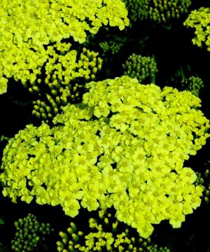 Sunny Seduction Yarrow (Achillea millefolium 'Sunny Seduction') - QT