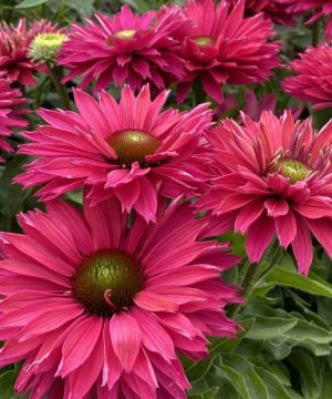 Sunseekers™ ‘Sweet Fuchsia’ Coneflower (Echinacea Sunseekers 'Sweet Fuchsia') - half gallon