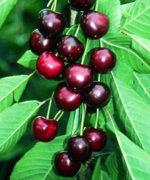 Sweetheart Sweet Cherry (Prunus avium 'Sweetheart') - 5 gallon 60" TREE
