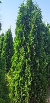 THIN MAN® Arborvitae (Thuja occidentalis 'Thin Man') - 1 gallon