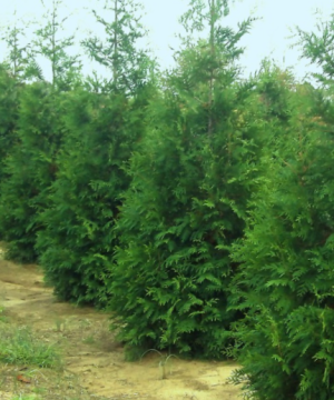 Thuja Junior Giant (Thuja x 'Junior Giant') - 2 gallon 18"