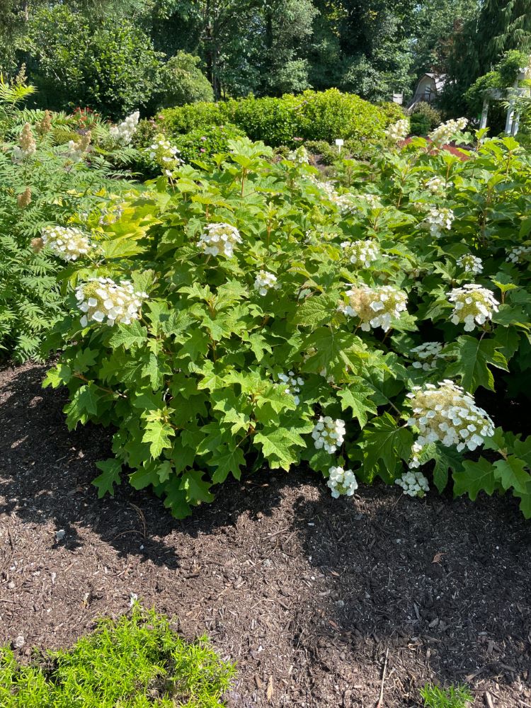 Toy Soldier™ Oakleaf Hydrangea (Hydrangea 'Q Toy Soldier') - 3 gallon