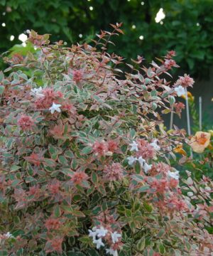 Tres Amigos® Abelia (Abelia grandiflora ‘Tres Amigos’) - QT