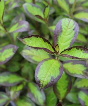Vinho Verde® Weigela (Weigela florida 'Vinho Verde') - 1 gallon
