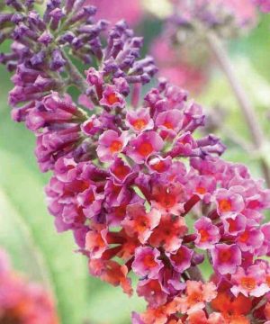 Weyeriana Bicolor Butterfly Bush (Buddleia x weyeriana 'Bicolor') - 1 gallon