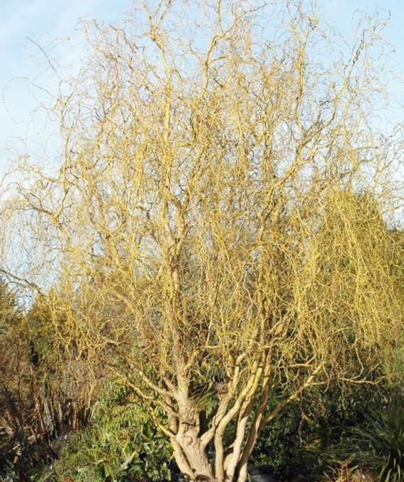 Willow ‘Golden Curls’ (Salix caprea 'Curly Locks') - 1 gallon 36"