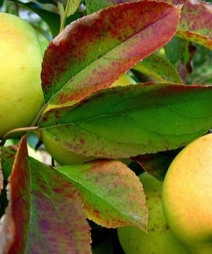 Yellow Delicious Apple (Malus 'Fruit Yellow Delicious') - 2 gallon 36"
