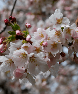 Yoshino Cherry (Prunus x yedoensis 'Yoshino') - 3 gallon 36"