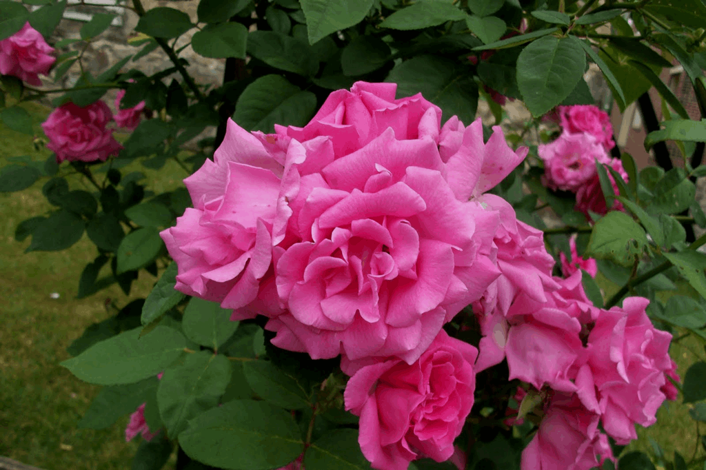 Zephirine Drouhin Climbing Rose (Rosa CL 'Zephirine Drouhin') - 3 gallon - Image 2
