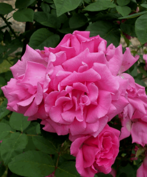 Zephirine Drouhin Climbing Rose (Rosa CL 'Zephirine Drouhin') - 3 gallon