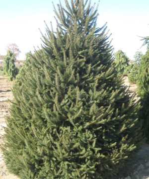 Norway Spruce (Picea abies) - 2 gallon 18"