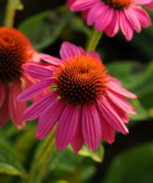 Powwow Wild Berry Coneflower (Echinacea purpurea 'PowWow Wild Berry') - half gallon