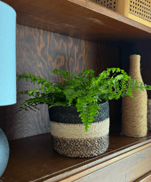 Alternative view of Austral Gem Fern (Doryopteris Cordata) - 6 Inch Indoor Houseplant