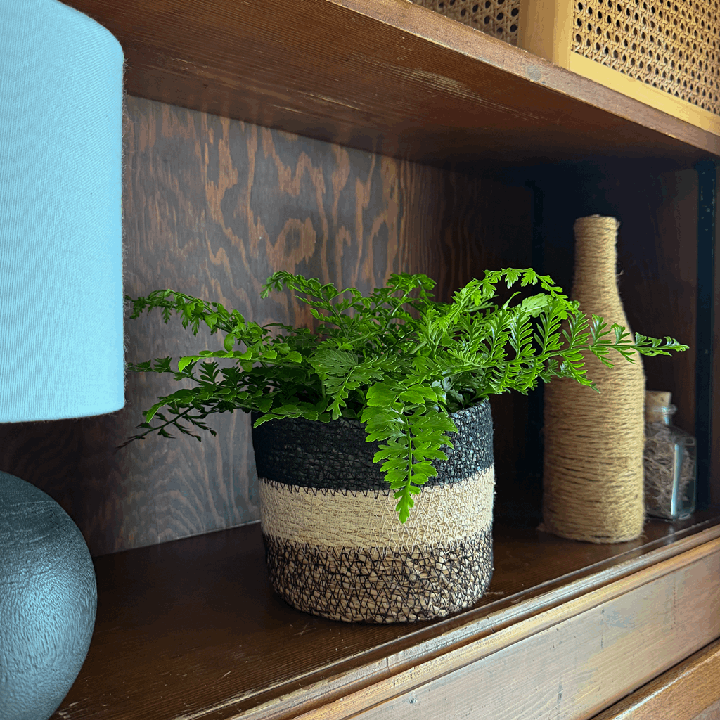 Austral Gem Fern (Doryopteris Cordata) - 6 Inch Indoor Houseplant - Image 2
