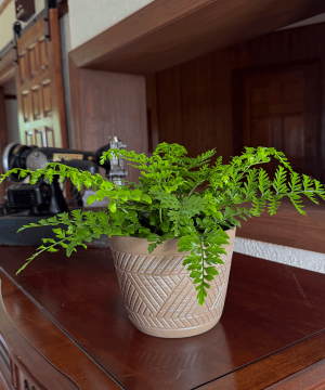 Austral Gem Fern (Doryopteris Cordata) - 6 Inch Indoor Houseplant - Image 3