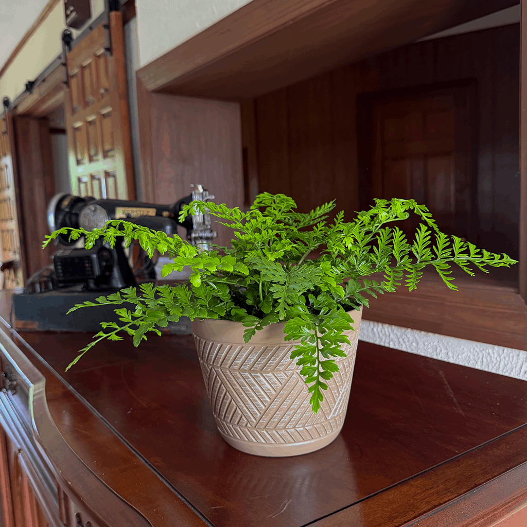 Austral Gem Fern (Doryopteris Cordata) - 6 Inch Indoor Houseplant - Image 3