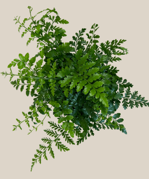 Austral Gem Fern (Doryopteris Cordata) - 6 Inch Indoor Houseplant - Image 4