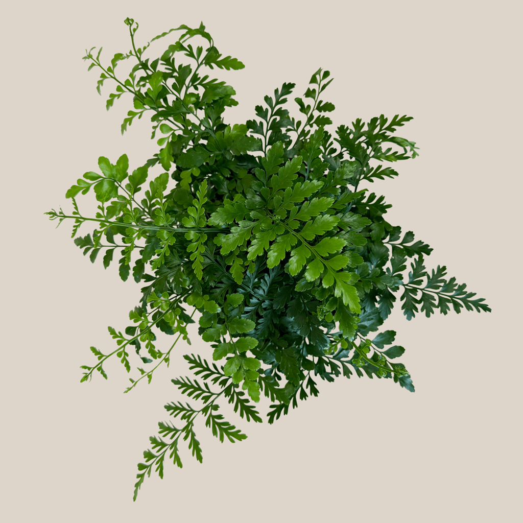 Austral Gem Fern (Doryopteris Cordata) - 6 Inch Indoor Houseplant - Image 4