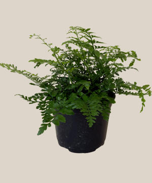 Austral Gem Fern (Doryopteris Cordata) - 6 Inch Indoor Houseplant