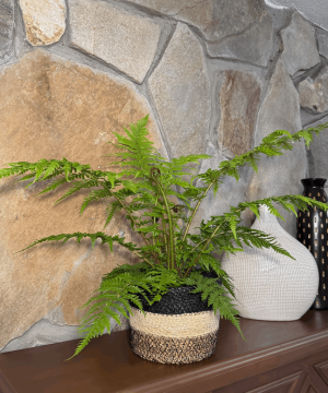 Alternative view of Australian Tree Fern (Cyathea Cooperi) - 6 Inch Indoor Houseplant