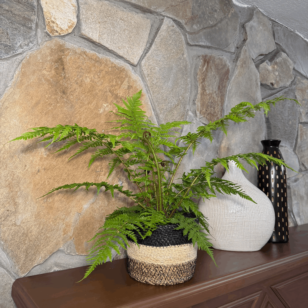 Australian Tree Fern (Cyathea Cooperi) - 6 Inch Indoor Houseplant - Image 2