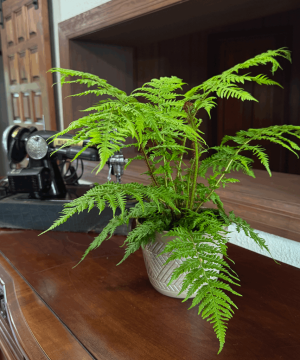 Australian Tree Fern (Cyathea Cooperi) - 6 Inch Indoor Houseplant - Image 3