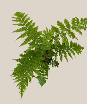 Australian Tree Fern (Cyathea Cooperi) - 6 Inch Indoor Houseplant - Image 4