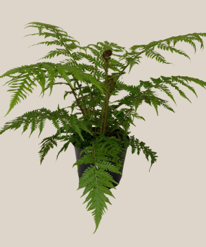 Australian Tree Fern (Cyathea Cooperi) - 6 Inch Indoor Houseplant