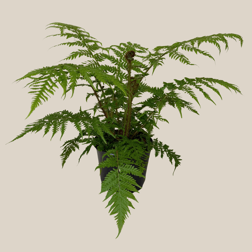 Australian Tree Fern (Cyathea Cooperi) - 6 Inch Indoor Houseplant