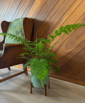 Alternative view of Australian Tree Fern (Cyathea Cooperi) - 8 Inch Indoor Houseplant