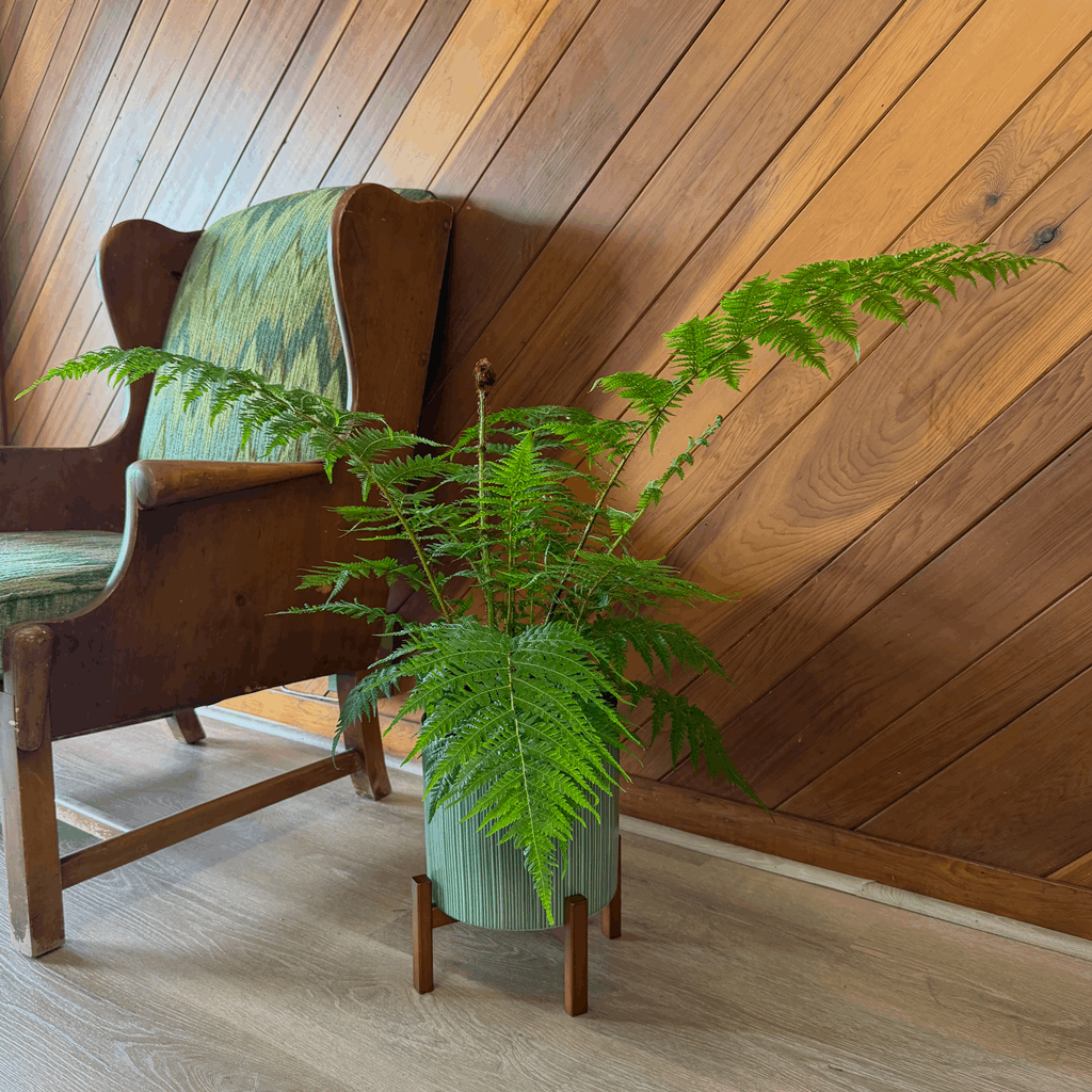 Australian Tree Fern (Cyathea Cooperi) - 8 Inch Indoor Houseplant - Image 2