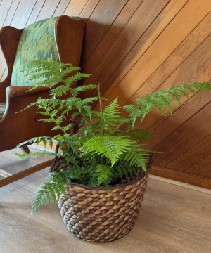 Australian Tree Fern (Cyathea Cooperi) - 8 Inch Indoor Houseplant - Image 3