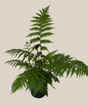 Australian Tree Fern (Cyathea Cooperi) - 8 Inch Indoor Houseplant - Image 4