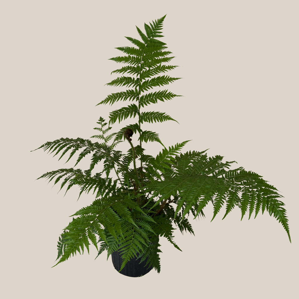 Australian Tree Fern (Cyathea Cooperi) - 8 Inch Indoor Houseplant - Image 4
