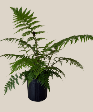 Australian Tree Fern (Cyathea Cooperi) - 8 Inch Indoor Houseplant