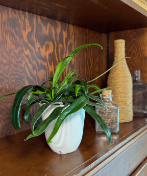 Alternative view of Blue Oil Fern (Microsorum Thailandicum) - 4 Inch Indoor Houseplant