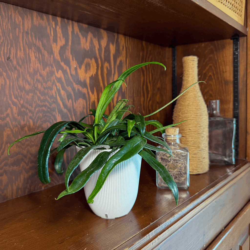Blue Oil Fern (Microsorum Thailandicum) - 4 Inch Indoor Houseplant - Image 2