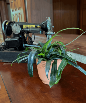 Blue Oil Fern (Microsorum Thailandicum) - 4 Inch Indoor Houseplant - Image 3