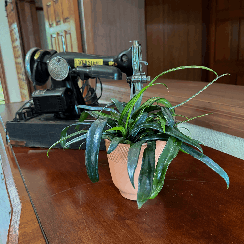 Blue Oil Fern (Microsorum Thailandicum) - 4 Inch Indoor Houseplant - Image 3