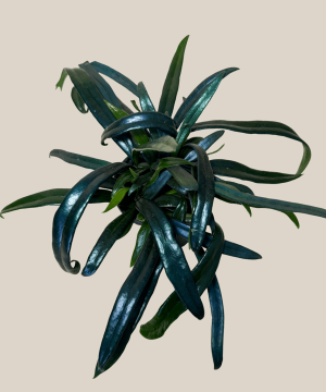 Blue Oil Fern (Microsorum Thailandicum) - 4 Inch Indoor Houseplant - Image 4