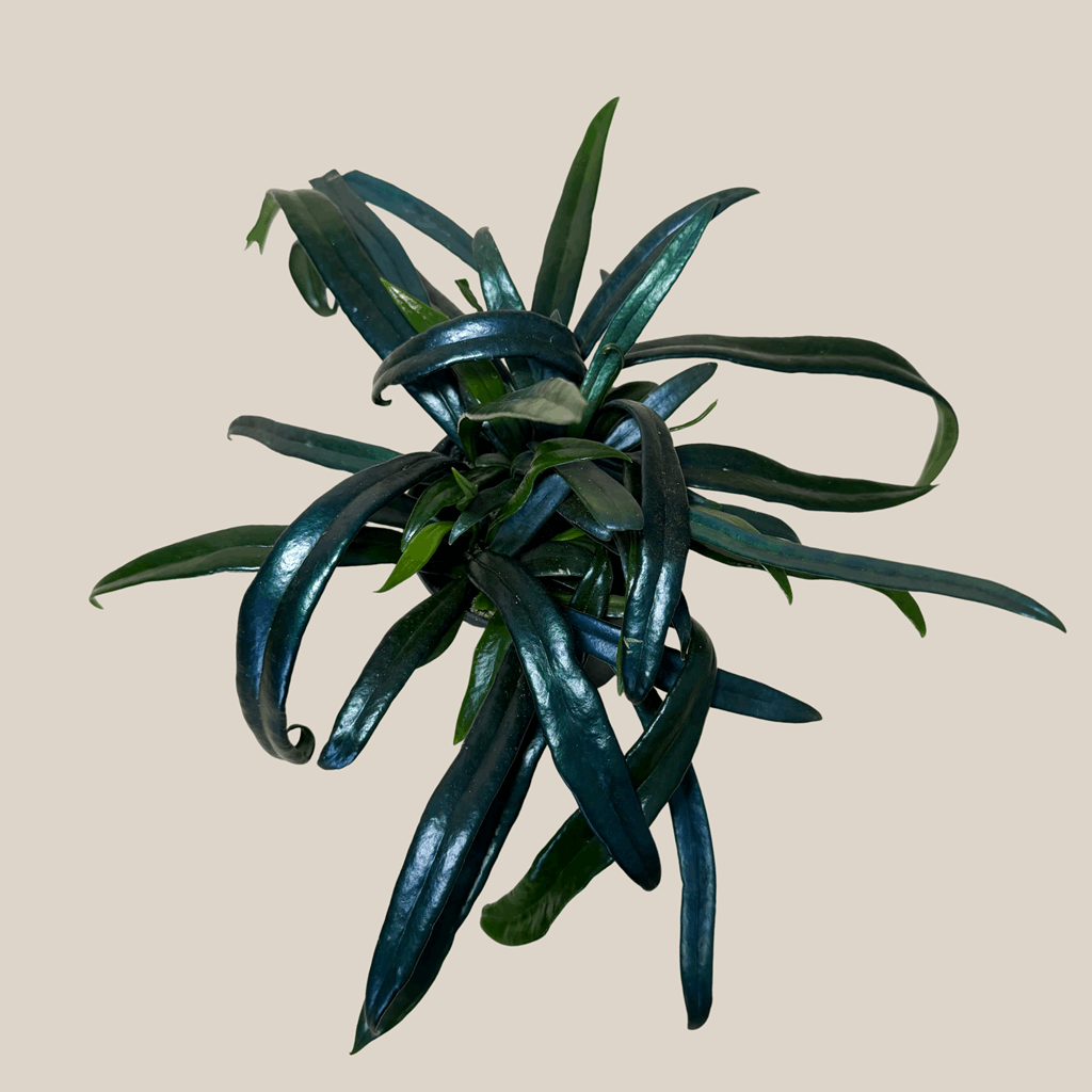 Blue Oil Fern (Microsorum Thailandicum) - 4 Inch Indoor Houseplant - Image 4