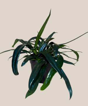 Blue Oil Fern (Microsorum Thailandicum) - 4 Inch Indoor Houseplant