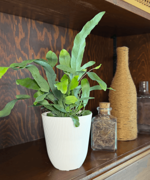 Alternative view of Blue Star Footed Fern (Phlebodium Aureum 'Blue Star') - 4 Inch Indoor Houseplant