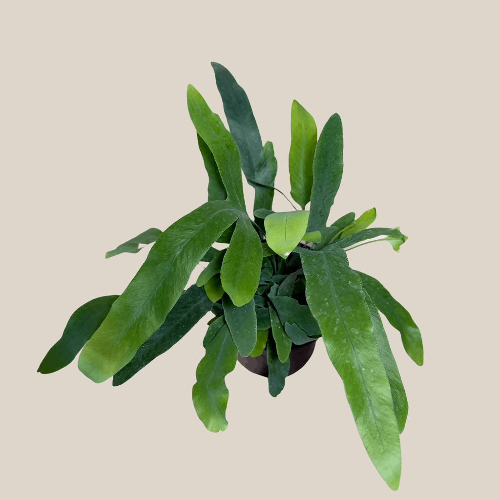 Blue Star Footed Fern (Phlebodium Aureum 'Blue Star') - 4 Inch Indoor Houseplant - Image 4