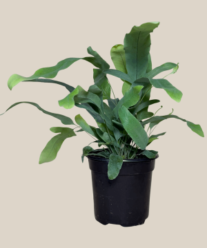 Blue Star Footed Fern (Phlebodium Aureum 'Blue Star') - 4 Inch Indoor Houseplant