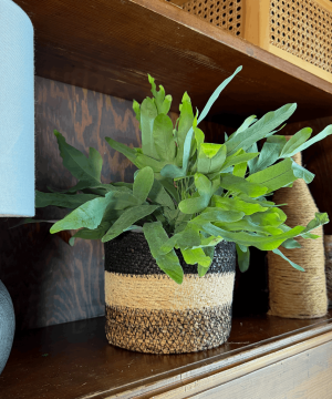 Alternative view of Blue Star Footed Fern (Phlebodium Aureum 'Blue Star) - 6 Inch Indoor Houseplant