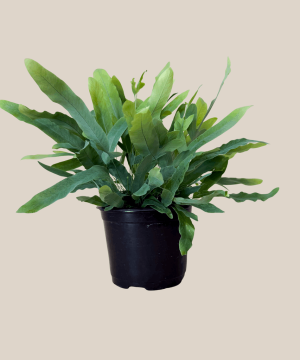 Blue Star Footed Fern (Phlebodium Aureum 'Blue Star) - 6 Inch Indoor Houseplant